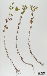 Hypericum mutilum with the stem base being decumbent and rooting.
 Image: P.B. Heenan © Landcare Research 2010 